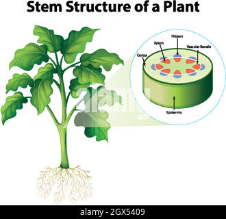 Schéma illustrant la structure de la tige d'une plante Illustration de Vecteur