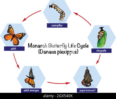 Cycle de vie du papillon monarque Illustration de Vecteur