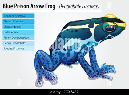 Poison dart frog Illustration de Vecteur