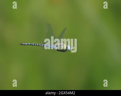 Southern migrant Hawker Dragonfly - homme en vol Aeshna affinis Canvey,Essex,UK IN002821 Banque D'Images