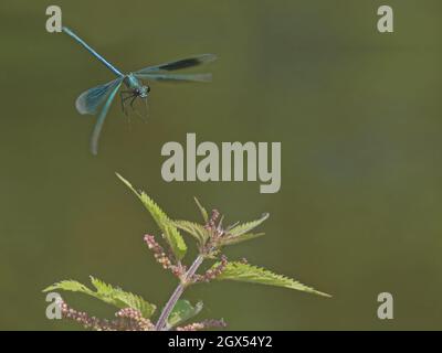 Bagués Demoiselle - mâle entrant dans la terre Calopteryx splendens Danbury,Essex,UK IN002943 Banque D'Images