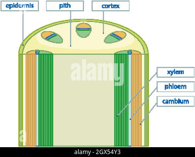 Schéma montrant le système de tissus vasculaires dans les plantes Illustration de Vecteur