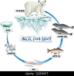 Concept de diagramme de la chaîne alimentaire arctique Illustration de Vecteur