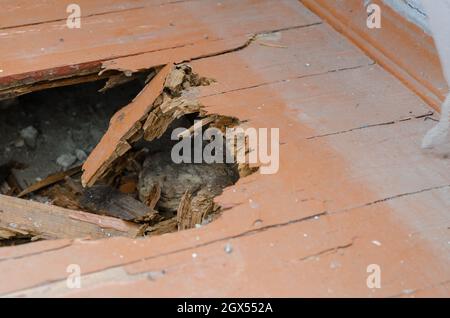 Plancher en bois endommagé d'un bâtiment résidentiel. Planches en bois mangées par les termites ou pourris. Service de menuiserie. À l'intérieur des locaux. Mise au point sélective. CL Banque D'Images