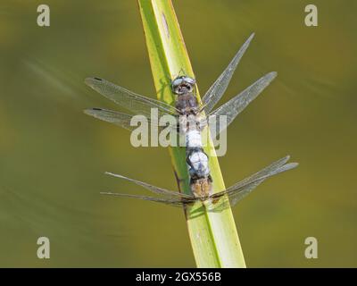 Rare Chaser Dragonfly - couple d'accouplement Libellula fulva Danbury,Essex,UK IN002984 Banque D'Images