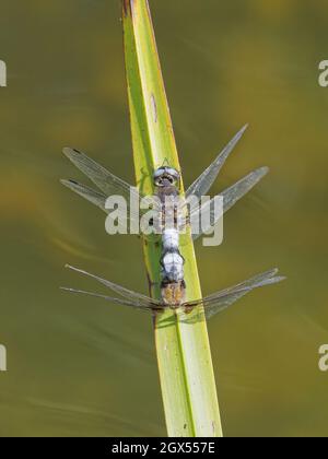 Rare Chaser Dragonfly - couple d'accouplement Libellula fulva Danbury,Essex,UK IN002985 Banque D'Images