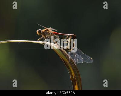 Dragonfly à tête noire commune - accouplement par paire Sympetrum striolatum Grands cuisses,Essex,UK IN003076 Banque D'Images