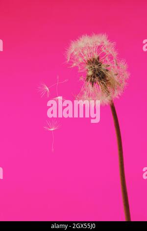 Arrière-plan de la fleur de pissenlit. Gros plan de la macro d'origine. Mise au point douce. Style vintage Banque D'Images