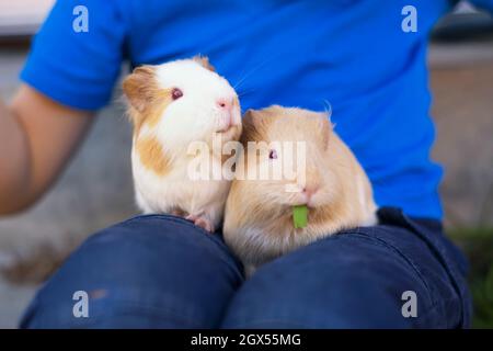 Deux cochons d'inde doux confortablement installés sur les longueurs de garçon. Banque D'Images