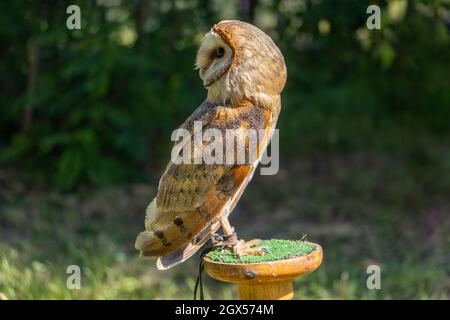 Barn Owl, tyto alba, se dresse sur un stand dans le jardin Banque D'Images