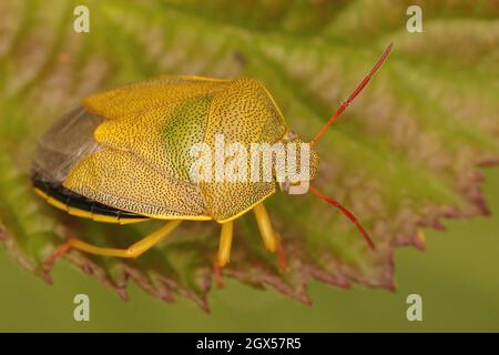 Gros plan coloré sur la coccinelle Gorse, Piezodorus lituratus Banque D'Images