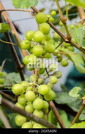 Vitis vinifera, vigne verte avec raisins, feuilles de vigne commune, maison dans un jardin Banque D'Images