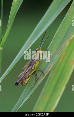 Gemeiner Grashüpfer, Männchen, Pseudochorthippus parallélus, Chorthippus parallélus, Chorthippus longicornis, sauterelle de prairie commune, herbage de prairie Banque D'Images