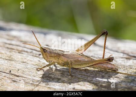 Große Goldschrecke, grosse Goldschrecke, Goldschrecke, Weibchen, Chrysochraon dispar, Grand sauterelle d'or, femelle, le criquet des clairières Banque D'Images