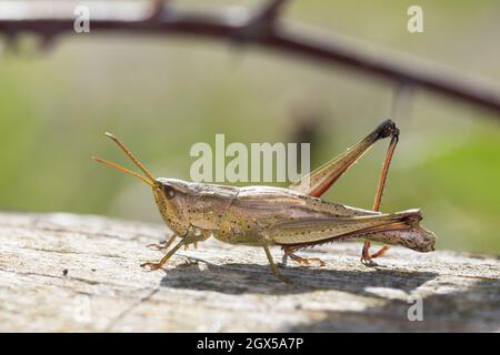 Große Goldschrecke, grosse Goldschrecke, Goldschrecke, Weibchen, Chrysochraon dispar, Grand sauterelle d'or, femelle, le criquet des clairières Banque D'Images