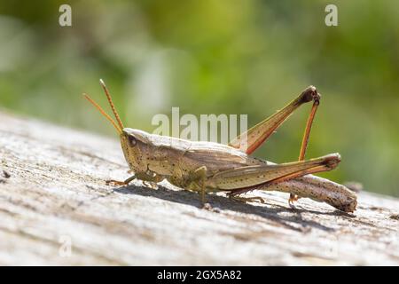 Große Goldschrecke, grosse Goldschrecke, Goldschrecke, Weibchen, Chrysochraon dispar, Grand sauterelle d'or, femelle, le criquet des clairières Banque D'Images