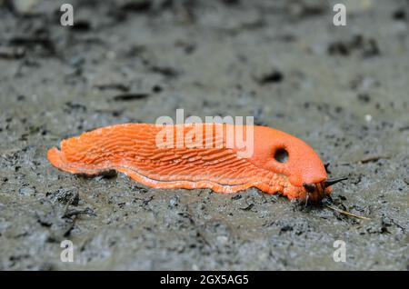 Slug rouge, Arion rufus, également connu sous le nom de la grande Slug rouge, arion au chocolat et slug rouge européen, Allemagne, Europe Banque D'Images