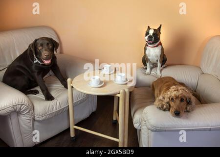 Boston terrier, Labrador et Cocker dans le hall sur les fauteuils boire du thé comme les gens, photo humoristique Banque D'Images