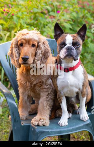 Portrait de Boston Terrier et Cocker Spaniel dans le jardin d'été Banque D'Images