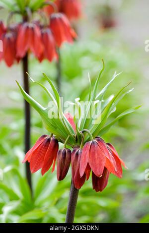 Fritilaria impérialis 'Red Beauty', Crown Imperial 'Red Beauty' fleurs en forme de cloche rouge-orange au début du printemps. Banque D'Images