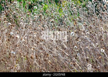 Plantes sèches arrière-plan . Herbes denses et fleurs sèches en automne Banque D'Images