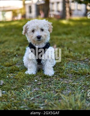 Mignon petit chiot coolé assis sur la pelouse dans un parc avec une caméra portant un harnais noir. Verticale. À l'extérieur Banque D'Images