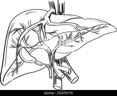 Foie humain Illustration de Vecteur