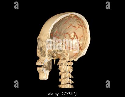 Un arrière du crâne 3D montrant le cerveau à l'intérieur du crâne. . Banque D'Images