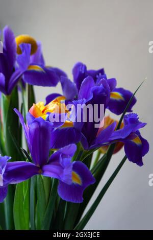 Détail bouquet de fleurs avec iris bleu et tulipes orange gros plan Banque D'Images