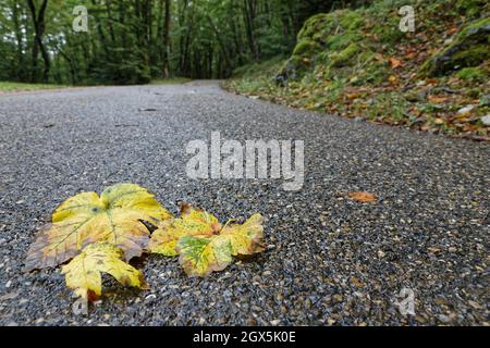 Feuilles d'automne sur une petite route forestière Banque D'Images