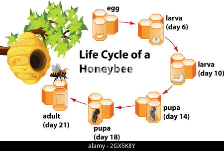 Cycle de vie d'une abeille Illustration de Vecteur