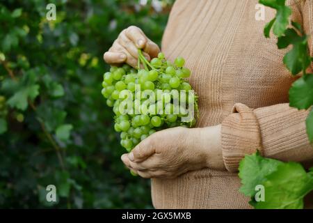 Une femme âgée porte un bouquet de raisins, le tenant dans une main. Banque D'Images