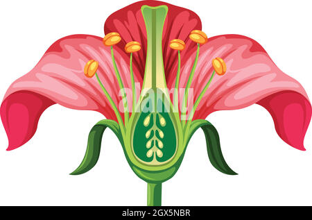 Anatomie des fleurs sur fond blanc Illustration de Vecteur