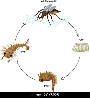 Schéma montrant le cycle de vie des moustiques sur fond blanc Illustration de Vecteur