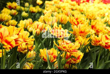 Tulips 'Monsella' jaune et rouge dans Bloom au printemps Banque D'Images