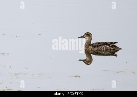 Garganey (Anas querquedula) eclipse drake Strumpshaw Fen Norfolk GB Royaume-Uni septembre 2021 Banque D'Images