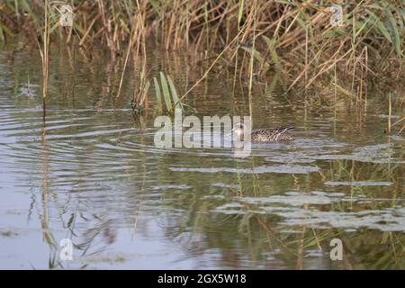 Garganey (Anas querquedula) eclipse drake Strumpshaw Fen Norfolk GB Royaume-Uni septembre 2021 Banque D'Images