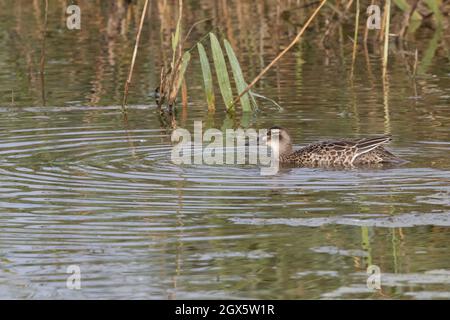 Garganey (Anas querquedula) eclipse drake Strumpshaw Fen Norfolk GB Royaume-Uni septembre 2021 Banque D'Images