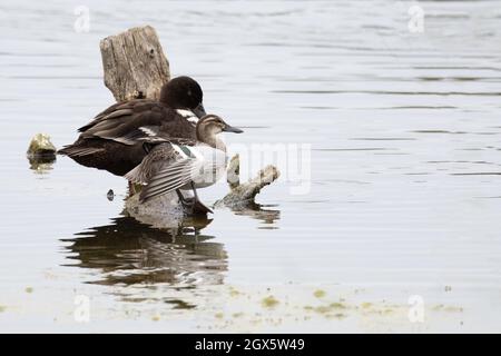 Garganey (Anas querquedula) eclipse drake WiNG Stretching Strumpshaw Fen Norfolk GB Royaume-Uni septembre 2021 Banque D'Images