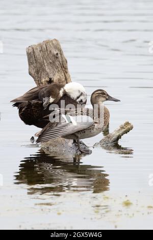 Garganey (Anas querquedula) eclipse drake WiNG Stretching Strumpshaw Fen Norfolk GB Royaume-Uni septembre 2021 Banque D'Images