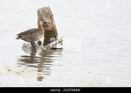 Garganey (Anas querquedula) eclipse drake Strumpshaw Fen Norfolk GB Royaume-Uni septembre 2021 Banque D'Images