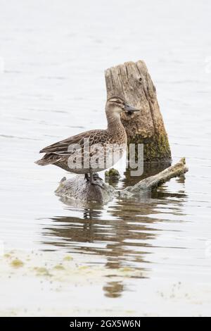 Garganey (Anas querquedula) eclipse drake Strumpshaw Fen Norfolk GB Royaume-Uni septembre 2021 Banque D'Images