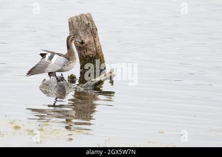 Garganey (Anas querquedula) eclipse drake WiNG Stretching Strumpshaw Fen Norfolk GB Royaume-Uni septembre 2021 Banque D'Images