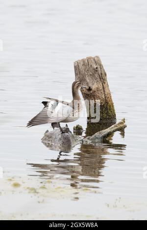 Garganey (Anas querquedula) eclipse drake WiNG Stretching Strumpshaw Fen Norfolk GB Royaume-Uni septembre 2021 Banque D'Images