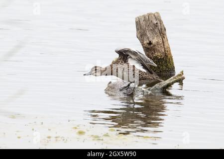 Garganey (Anas querquedula) eclipse drake WiNG Stretching Strumpshaw Fen Norfolk GB Royaume-Uni septembre 2021 Banque D'Images