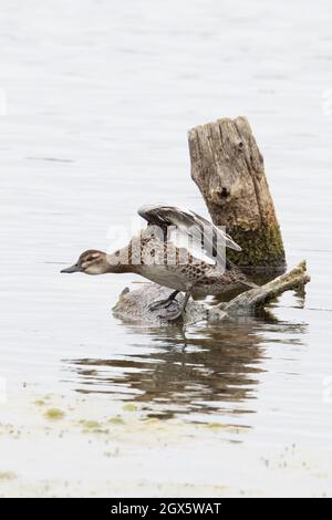 Garganey (Anas querquedula) eclipse drake WiNG Stretching Strumpshaw Fen Norfolk GB Royaume-Uni septembre 2021 Banque D'Images