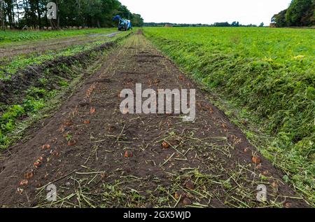 Tracteur récoltant un champ de carottes couvert de paille à Luffness mains  Farm, East Lothian, Écosse, Royaume-Uni Photo Stock - Alamy