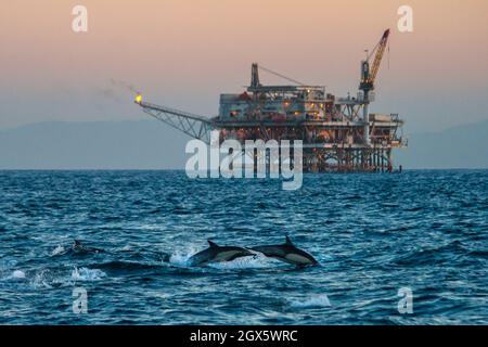 Un groupe de dauphins bondir hors de l'eau dans l'ombre d'une huile derrick dans le Catalina Channel au large de Long Beach, Californie, USA Banque D'Images