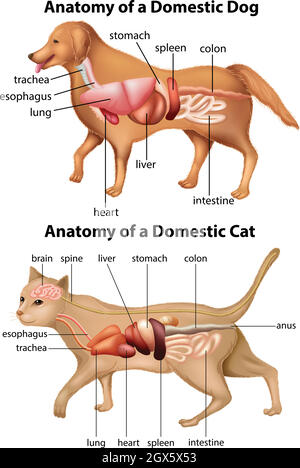 Anatomie du chien domestique et du chat Illustration de Vecteur