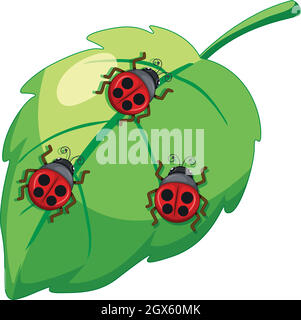 Coccinelle, dame bettle insectes sur une feuille Illustration de Vecteur